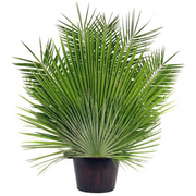 Palm Altar Decor - Fan Palm