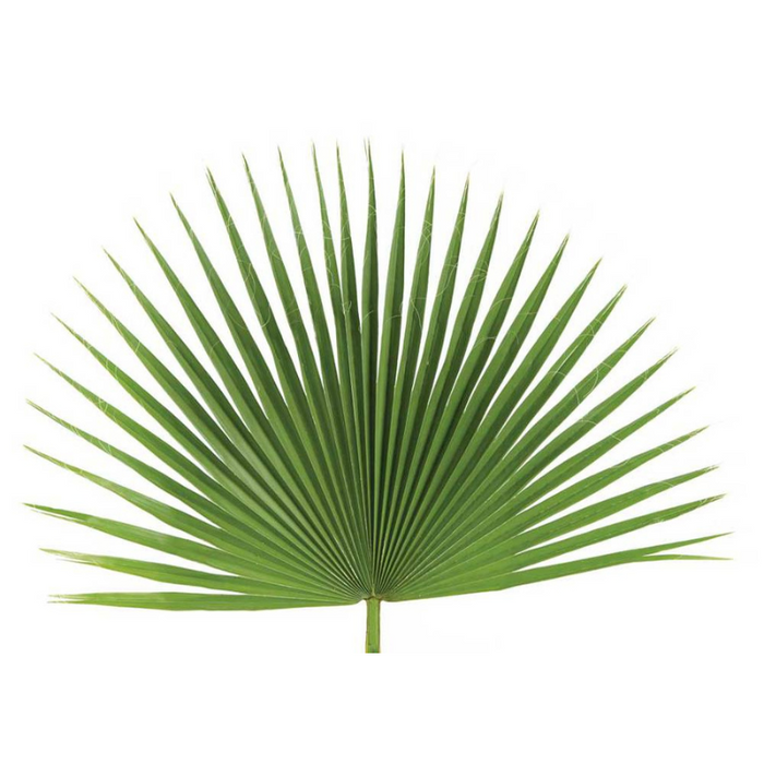 Palm Altar Decor - Fan Palm