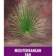 Palm Altar Decor - Mediterranean Palm