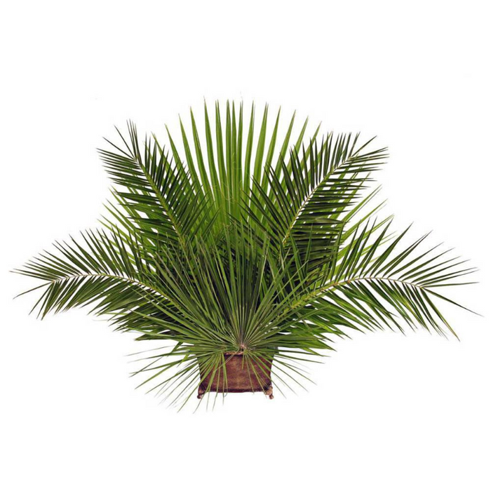 Palm Altar Decor - Mediterranean Palm