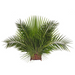 Palm Altar Decor - Fan Palm
