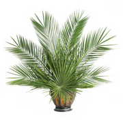 Palm Altar Decor - Fan Palm