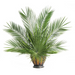 Palm Altar Decor - Dates Leaf Palm