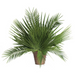 Palm Altar Decor - Dates Leaf Palm