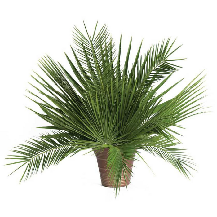 Palm Altar Decor - Fan Palm