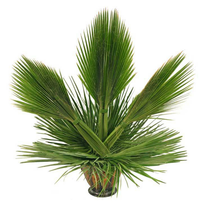 Palm Altar Decor - Dates Leaf Palm